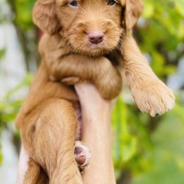 Goldendoodle Puppies from Aloha Sunset Doodles, LLC