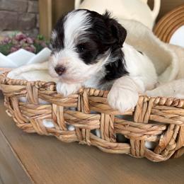 Leela - Parti female Miniature Schnauzer puppy in Calera, Alabama from Tuck’s Farmstead