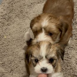 Havanese Puppies from Hoodview Havanese