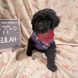 Goldendoodle and Poodle Puppies from Funny Farm Doodles