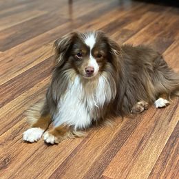 Pistol - Toy Australian Shepherd