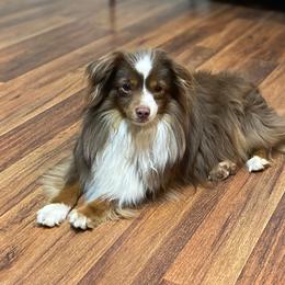 Pistol - Toy Australian Shepherd