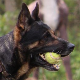 China - German Shepherd