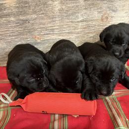 Black Lab Male Pup 4th Pick - Black male Labrador Retriever puppy in Freeport, Illinois from Rock Hollow Retrievers