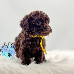 Yellow Boy - Brown male Poodle puppy in Vandalia, Illinois from Puppies By CHARMM