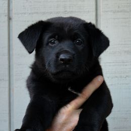 Bruin - Black German Shepherd puppy in Ore City, Texas from Feldwächter German Shepherds