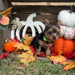 Lilly - Black and gold female Shorkie puppy in Atoka, Oklahoma from Boggy Depot Cavaliers & Friends