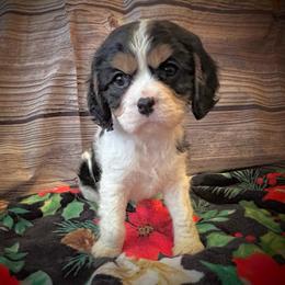 Cavalier King Charles Spaniel Puppies from Krawczyk's House of Cavaliers