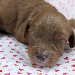 Boy 3 - Red male Cavapoo puppy in Mapleton, Illinois from Gardner Lane Puppies