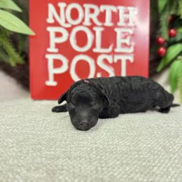 Enid - Black female Poodle puppy in Monetta, South Carolina from Moonrise Poodles