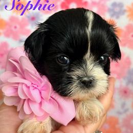 Sophie - Black and white female Shih Tzu puppy in Hemet, California from Aloha Shih Tzu