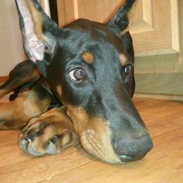 Beagle and Doberman Pinscher Puppies from Desert Mountain Canines