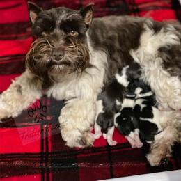 Miniature Schnauzer Puppies from Fraizer Farms