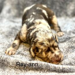 Ray-Ann - Merle female Goldendoodle puppy in New Ringgold, Pennsylvania from Hawk Mountain Doodles
