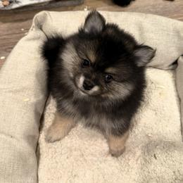 Edgar - Black male Pomsky puppy in Albany, Oregon from Cherrywell Carnivora