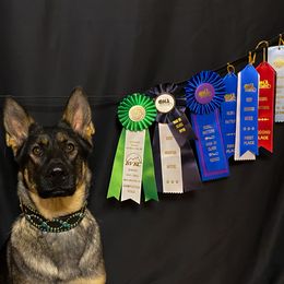 German Shepherd All Grown Up from Brisingamen Shepherds