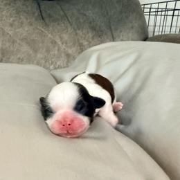 Boy 1 - Liver and white male Shih Tzu puppy in Bardstown, Kentucky from Kelly Clark's Shih Tzu