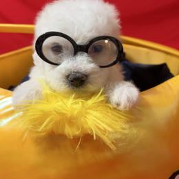Ozzy - Blue collar - White male Bichon Frise puppy in 63101 (St. Louis Metro Area), Missouri from BichonSTL