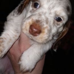 Dachshund Puppies from K&L Dachshund