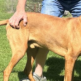 Champ - Vizsla