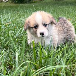 Naked - Red male Pembroke Welsh Corgi puppy in Pilot, Virginia from Katie's Corgis - VKM Farmstead