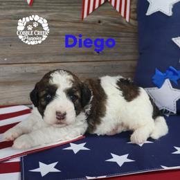 Diego - Brown and white male Bernedoodle puppy in Heyworth, Illinois from Cobble Creek Puppies