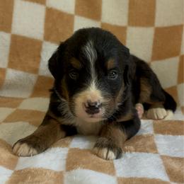 Teddy - Tri-color male Bernedoodle puppy in Holden, Missouri from Mid-West Bernedoodles