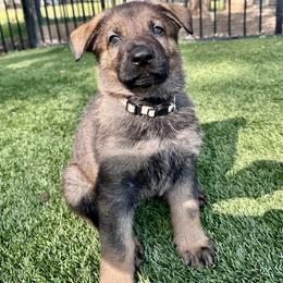 Pistol - Sable male German Shepherd puppy in Sonora, California from Elite Haus K9