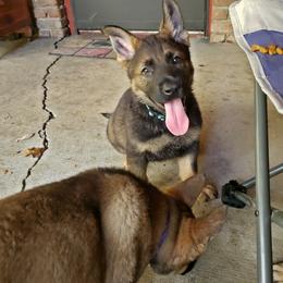German Shepherd Puppies from Cintron K9