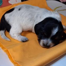 Buttercup - Piebald male Dachshund puppy in Pekin, Illinois from Paula's Dachsunds