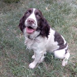 Millie Pearl - English Springer Spaniel
