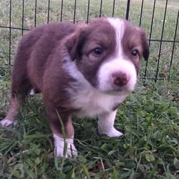Border Collie Puppies from Burke BC’s