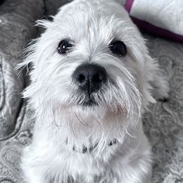 Ameila - West Highland White Terrier