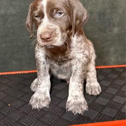 Redwood - White and liver male German Shorthaired Pointer puppy in Penn Valley, California from Finnan's Ranch German Shorthaired Pointers