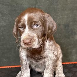 Redwood - White and liver male German Shorthaired Pointer puppy in Penn Valley, California from Finnan's Ranch German Shorthaired Pointers