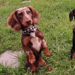 Achilles - Dachshund