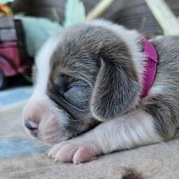 Blue tri girl - Blue tan and white female Beagle puppy in Spring Branch, Texas from Lost Trail Kennels