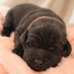 Grace - Chocolate female Labrador Retriever puppy in Camden, Indiana from Camden's Caring Canines