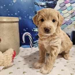 Aussiedoodle, Cavapoo, and Poodle Puppies from Perkins Pups