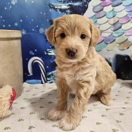 Aussiedoodle, Cavapoo, and Poodle Puppies from Perkins Pups