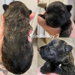 Scottish Terriers from Janaea Parrish