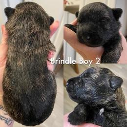 Scottish Terriers from Janaea Parrish