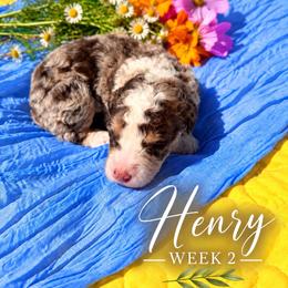 Henry - Chocolate merle male Bernedoodle puppy in Burbank, Ohio from Berns & Doodles