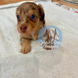 Chessy - Dapple male Dachshund puppy in Adamsville, Tennessee from Shiloh Ridge Dachshunds