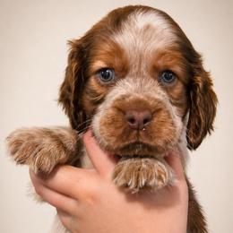 Cookie - Liver white and roan female English Springer Spaniel puppy in Fort White, Florida from Thunderbird Springers