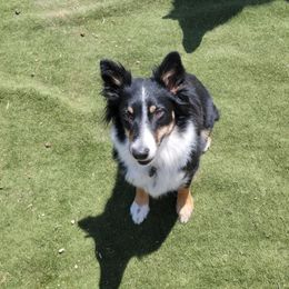 Suki - Australian Shepherd