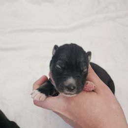 Charles - Agouti and white male Siberian Husky puppy in Lakebay, Washington from Cascade Siberians