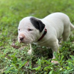 Ruby - American Bulldog puppy in Pace, Florida from Genesis American Bulldogs