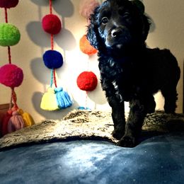 Aussiedoodle Puppies from Just Loving Doodles