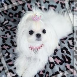 Dolly Donuts - Maltese